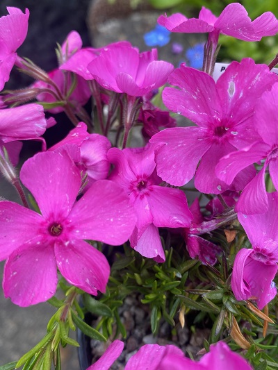 Phlox siberica ssp borealis